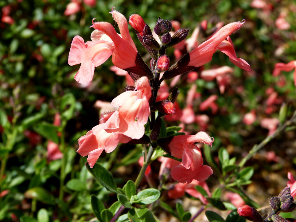 [identificado] ¿ Puede ser Salvia ? 3 P1200041