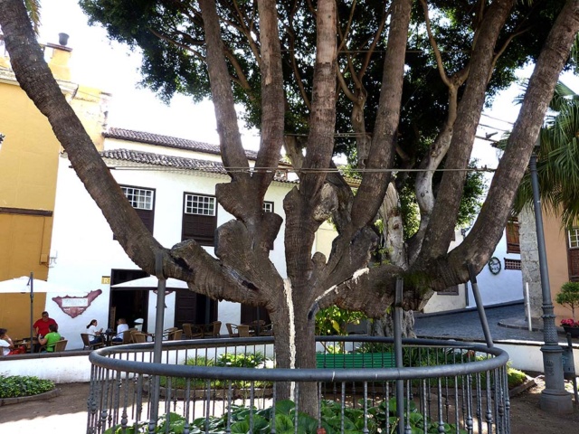 Palmera situada en la Pza La Constitucion Icod de los Vinos, Tenerife. Unos biologos del jardin botanico del Drago Milenario.Indicar especimen unico en el mundo (de un tronco salen seis nuevos) No recuerdo el nombre cientifico    rio P1200511