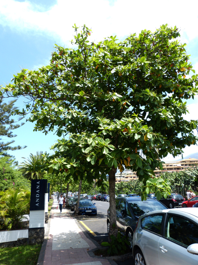 [identificado] Parecia Ficus lyrata Tenerife P1200716