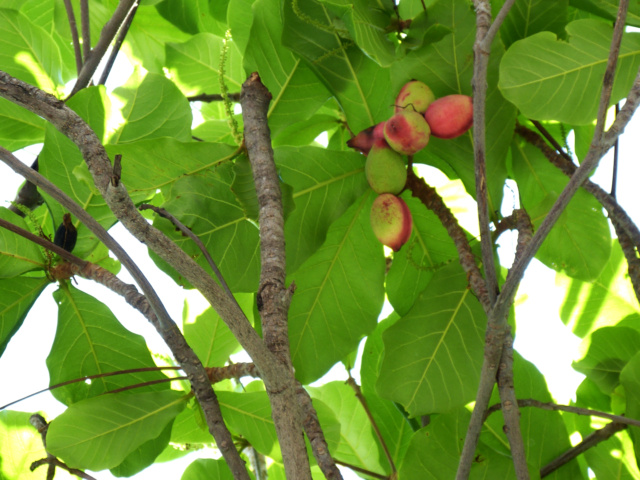 [identificado] Parecia Ficus lyrata Tenerife P1200717