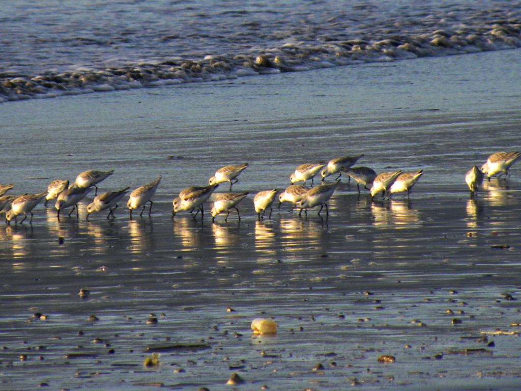 grupo de aves desconocida Pajaro21