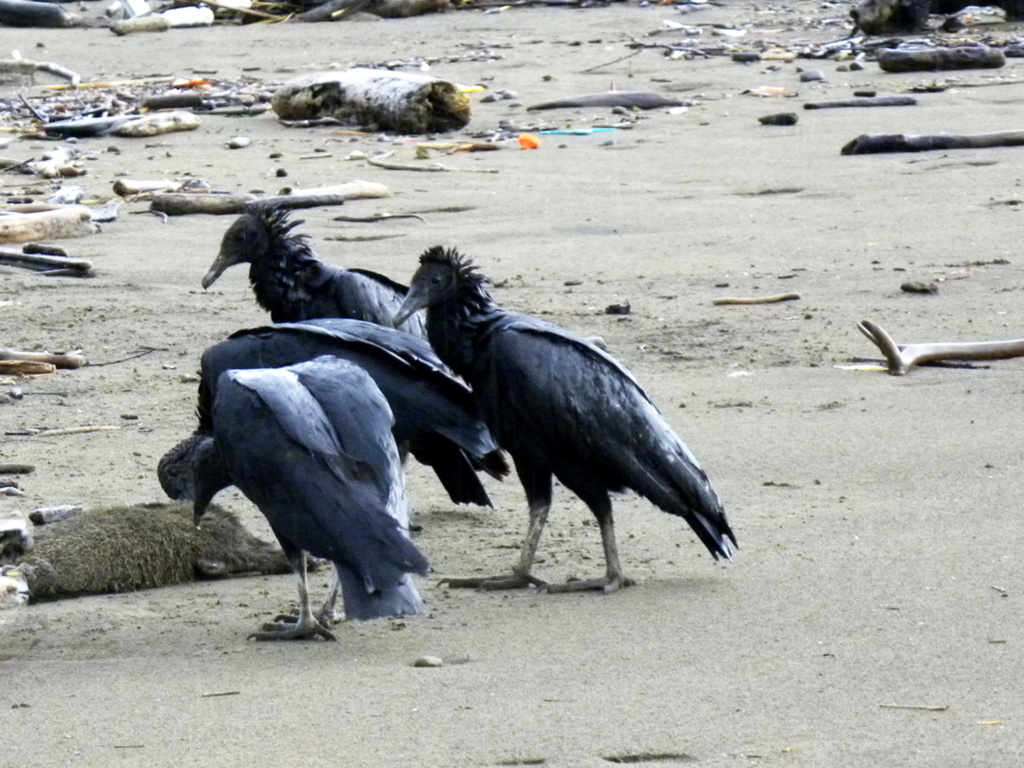 [identificado] Buitres o Condores 2ª Parte Pajaro43