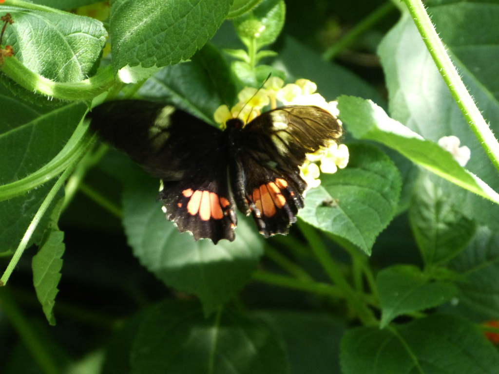[identificado] Puede ser Papilio anchisiads Papili11