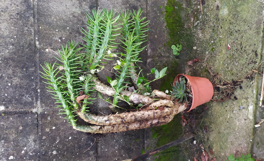 Duda con Austrocylindropuntia 16748911