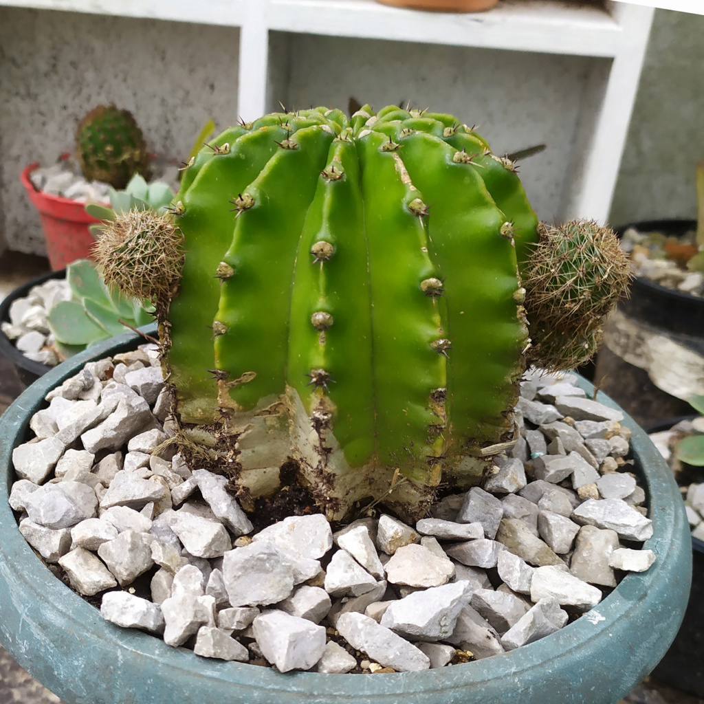 Peperomia y dos cactus 16776111