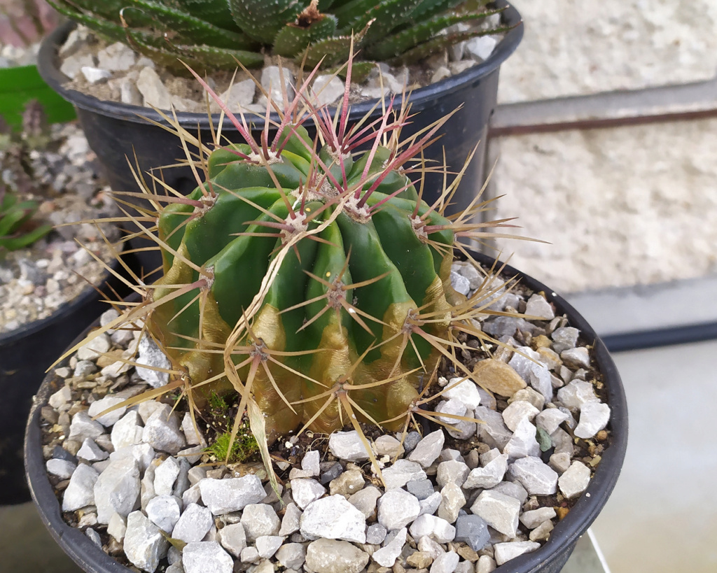 Peperomia y dos cactus 16776112
