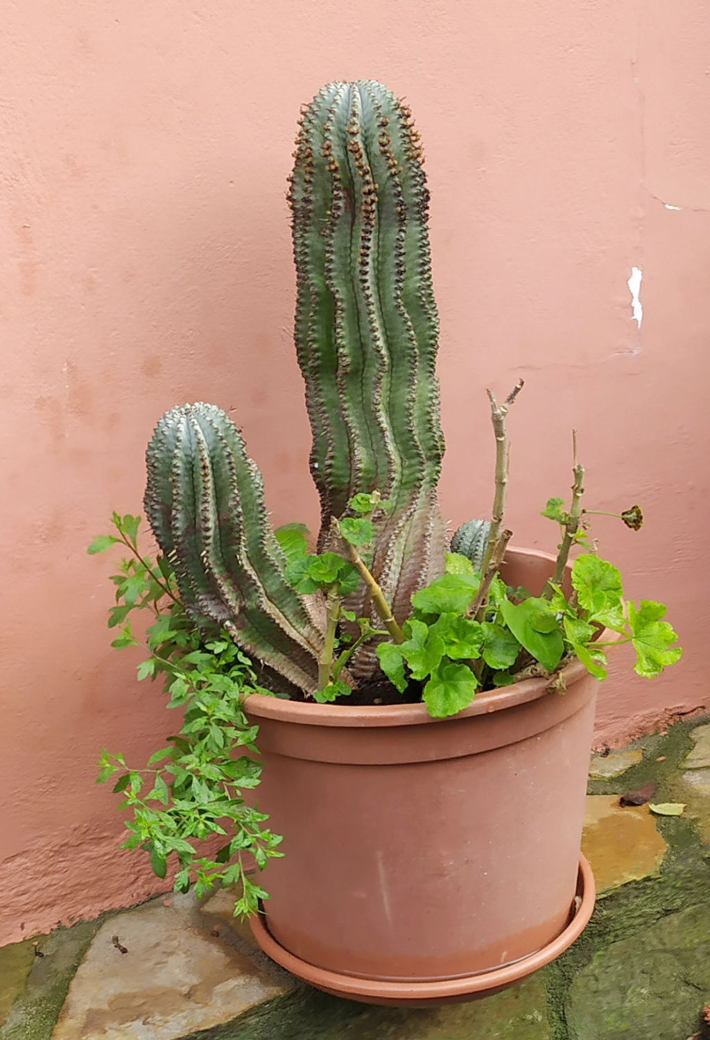 3 cactus grandes 16777611