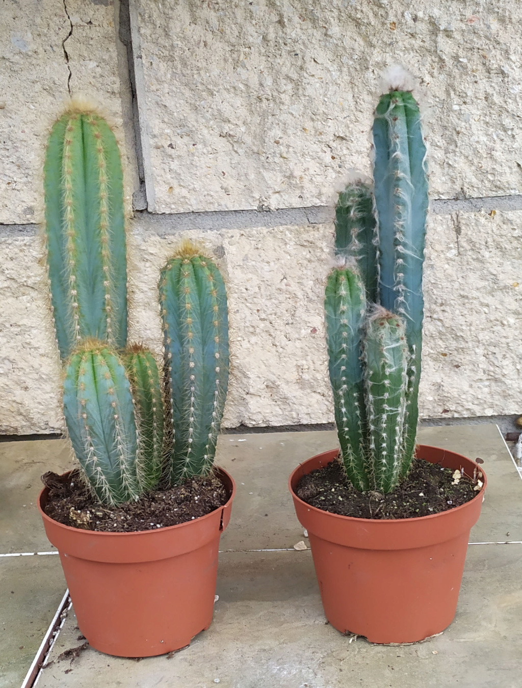 2 cactus grandes 16784810