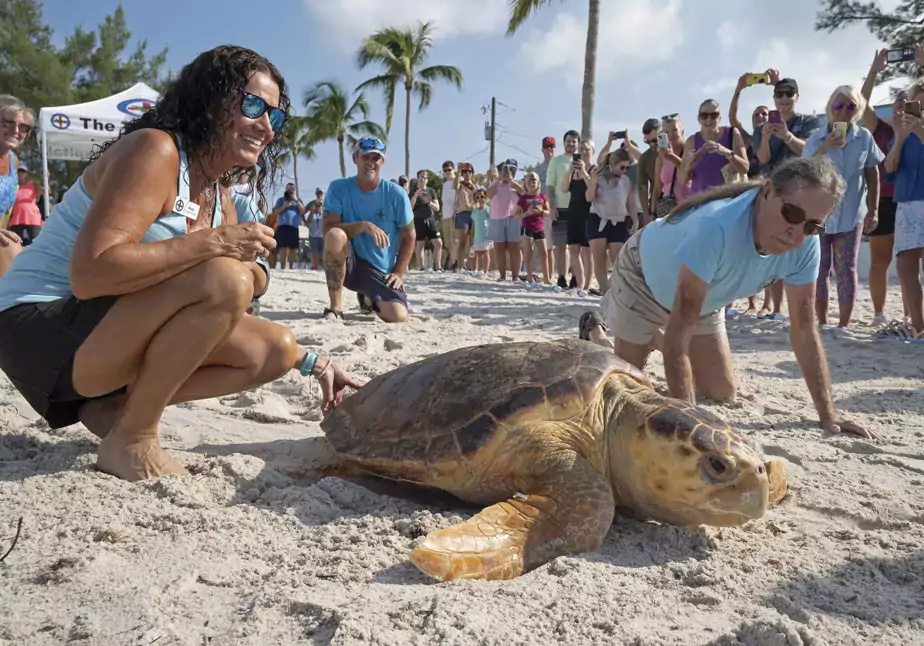 Remise en liberté d'une tortue Caouanne en Floride. Couann10