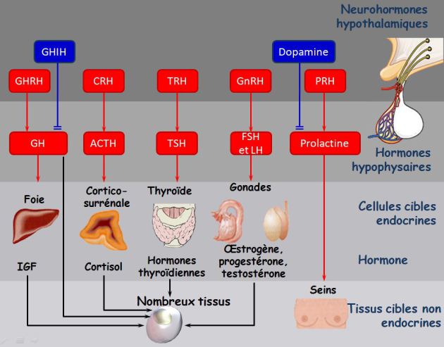 Endocrino - TSH - T3/T4 Endocr10