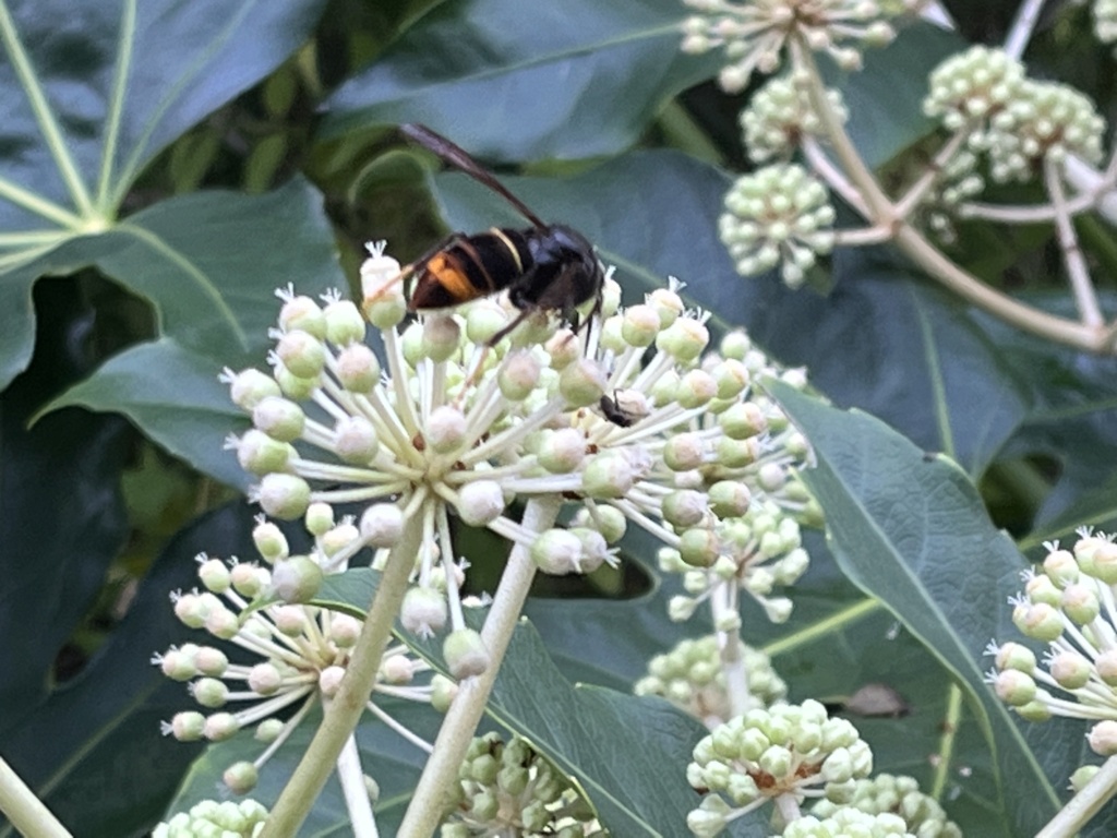 Identification frelon dans mon jardin 0ff75b10