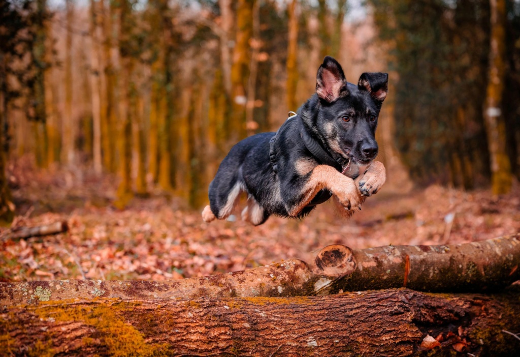 EBENE - Chiot femelle croisée de taille moyenne à l'âge adulte - Née environ en Juillet 2023 - Adoptée par Amélie en France (département 29) Ebeneh11