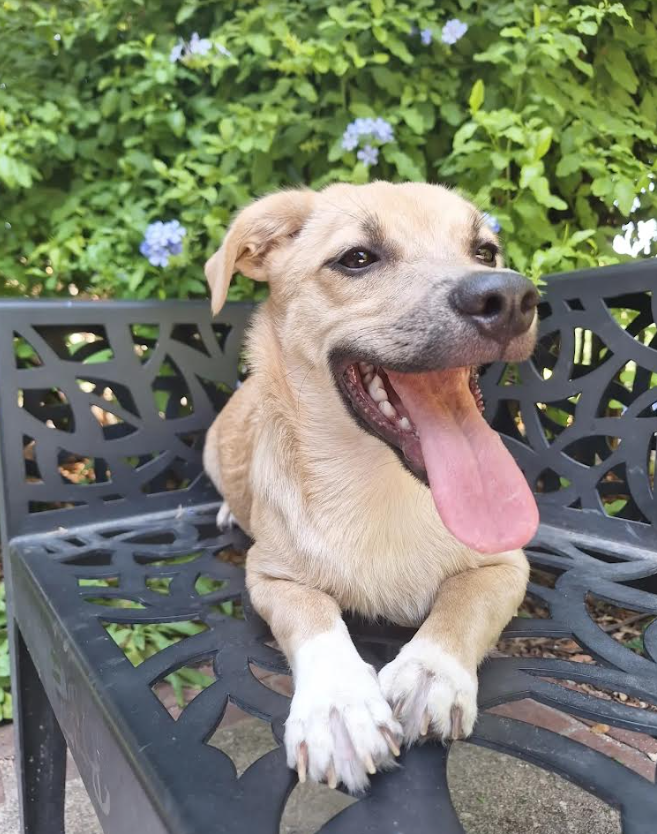 LOUPIO (ex LOUX) - Chiot mâle croisé de petite taille à l'âge adulte - Né environ en Février 2024 - Refuge d'Aurelia - Adopté par Elodie en France (département 34) Loux3010