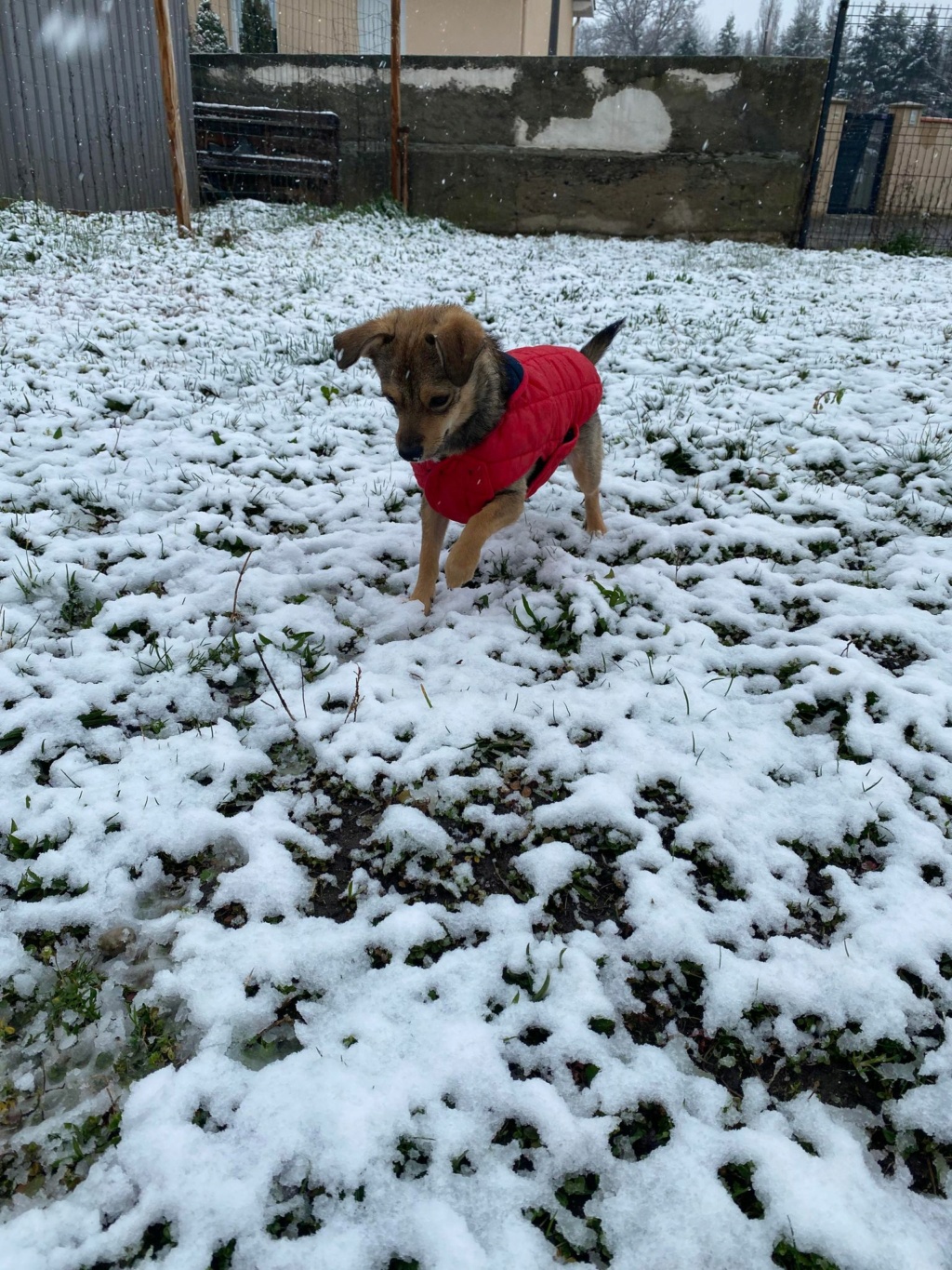 WILLOW (ex MILEY) - Chiot femelle croisée de petite taille à l'âge adulte - Née environ en Août 2023 - Adoptée par Carla en France (département 42) Miley210