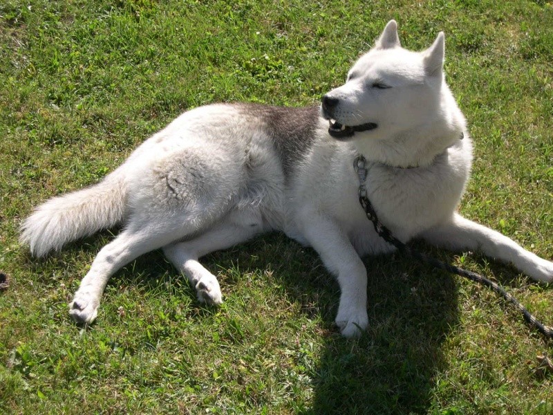 TOM un super husky depuis trop longtemps en box (89) ADOPTE - Page 7 Dscn3513