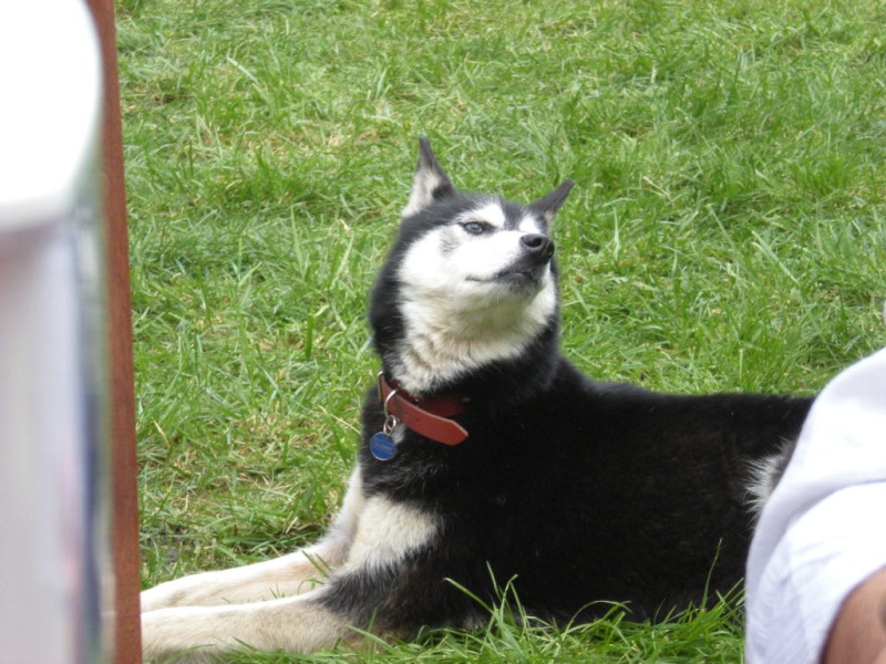 ROXANNE femelle husky 10ans  asso Taiga /  ADOPTEE - Page 3 Roxann12