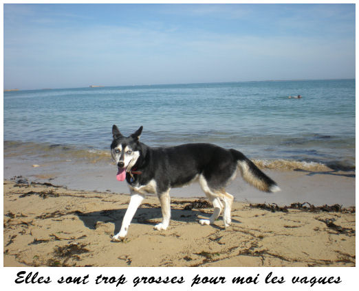 ROXANNE femelle husky 10ans  asso Taiga /  ADOPTEE - Page 7 Roxann17