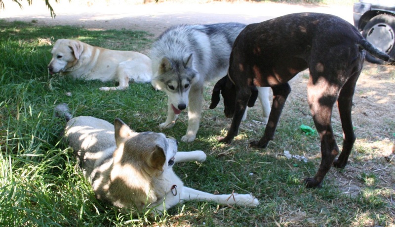 Délyna Husky Femelle 7mois Asso Nunavik (91) adoptee - Page 4 Les410