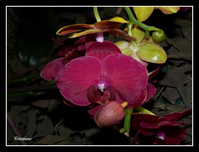 Fascinantes orchidées 103_3713