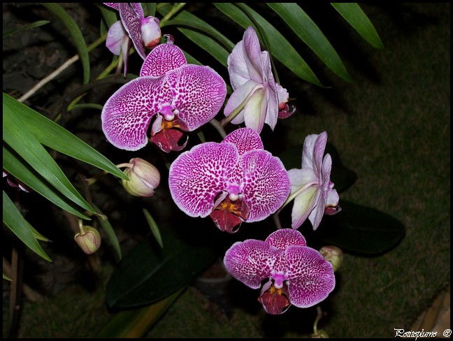 Le coin des orchidées 103_3718