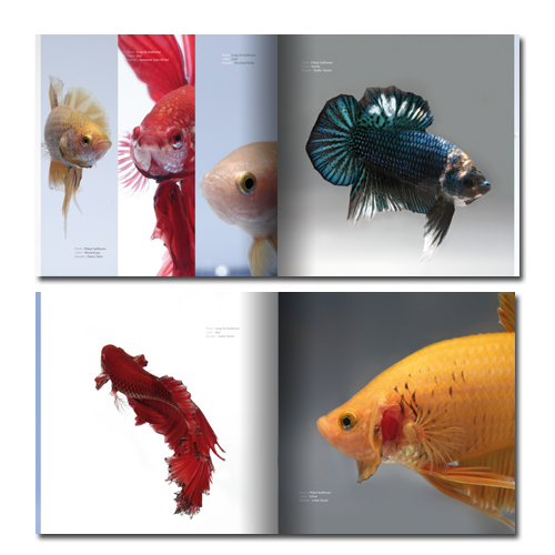 BETTA BOOK - un nouveau livre photo 0310