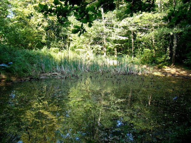 petit tour en forêt Dsc08513