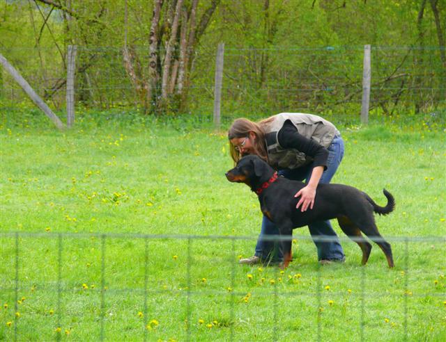 cayenne entrainement obé Cayenn31