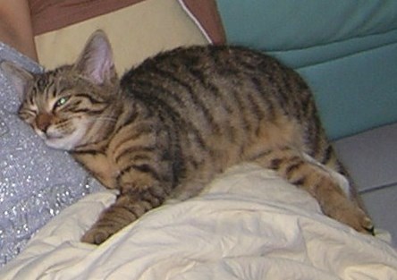 Perdu chat femelle tigrée- Colomiers, septembre 2009 Coyott11