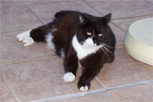 Perdu Tommy, chat noir et blanc- Colomiers, février 2009 Getatt10