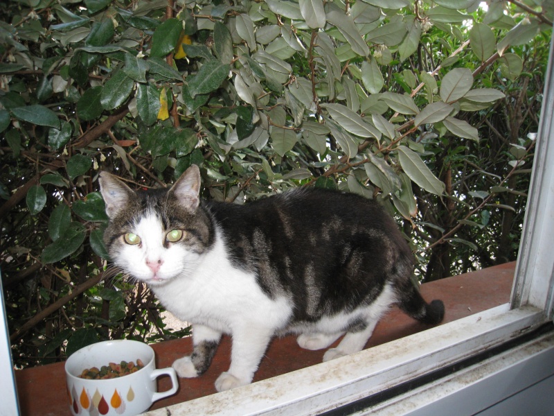 Perdu à Pibrac mars 2009, Copain, chat tigré et blanc Perduc12