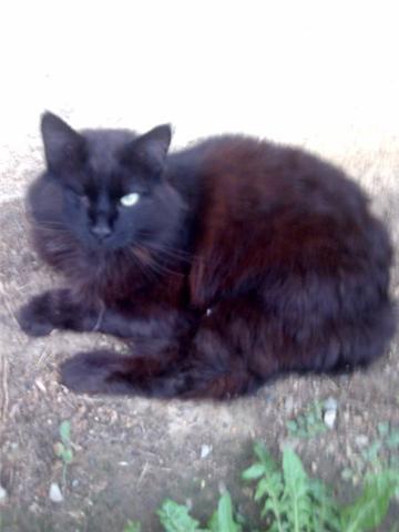 Perdu chat noir poil long borgne- Plaisance-Nov. 2009 Perdud28
