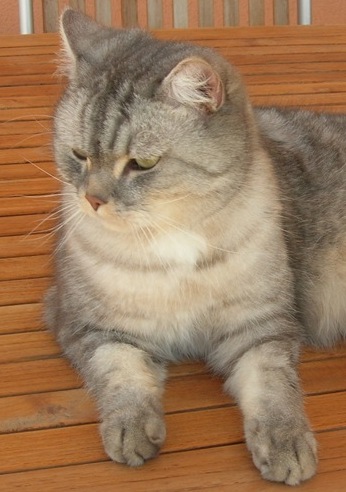 Trouvé à Colomiers, chat mâle gris tigré-Mai 2009 Trouve12