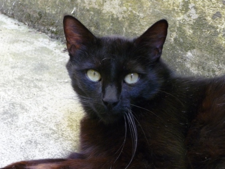 Trouvé chat femelle noire- Cornebarrieu juin 2009 Trouve15