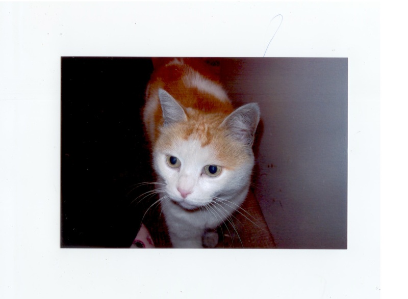 Perdu à Colomiers, Yonis, chat mâle roux et blanc- Mai 2009 Unname10