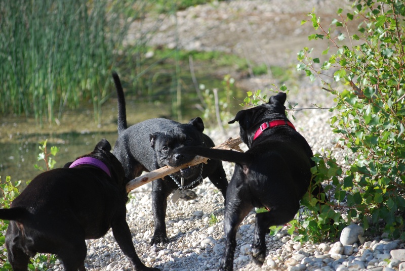 Ballade Cali, Diago et Neo, staffies Dsc_0623