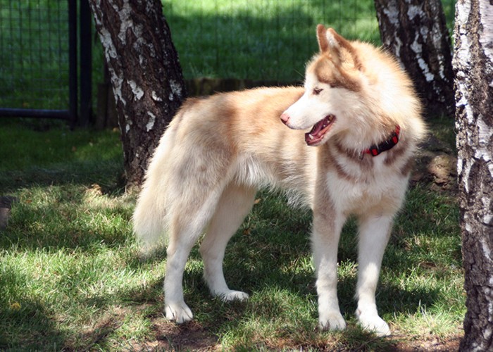 LOBO husky  2ans PAR (63) ADOPTE Img_5917