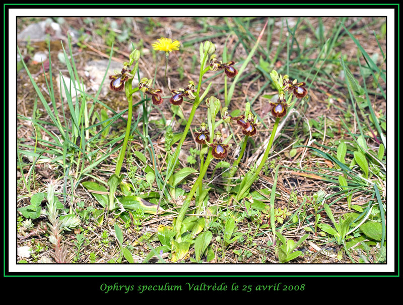 Ophrys ciliata détruite à jamais... 01az5-10