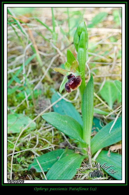 Ophrys passionis ( Ophrys de la Passion ) 02-img21