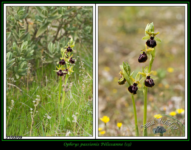 Ophrys passionis ( Ophrys de la Passion ) 02-img27