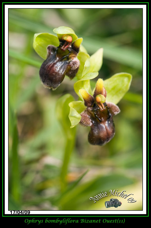 Ophrys bombyliflora ( Ophrys bombyx ) 02-img36