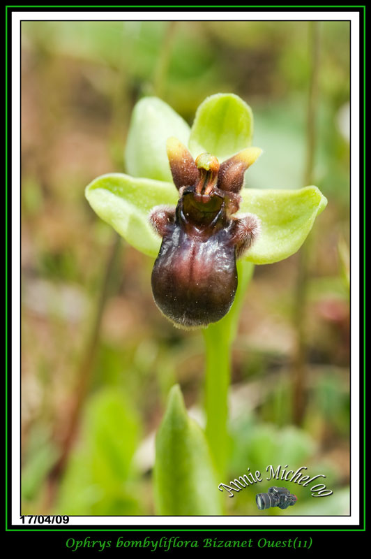 Ophrys bombyliflora ( Ophrys bombyx ) 03-img37