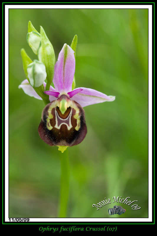 Ophrys fuciflora ( Ophrys frelon  ) 03-img41