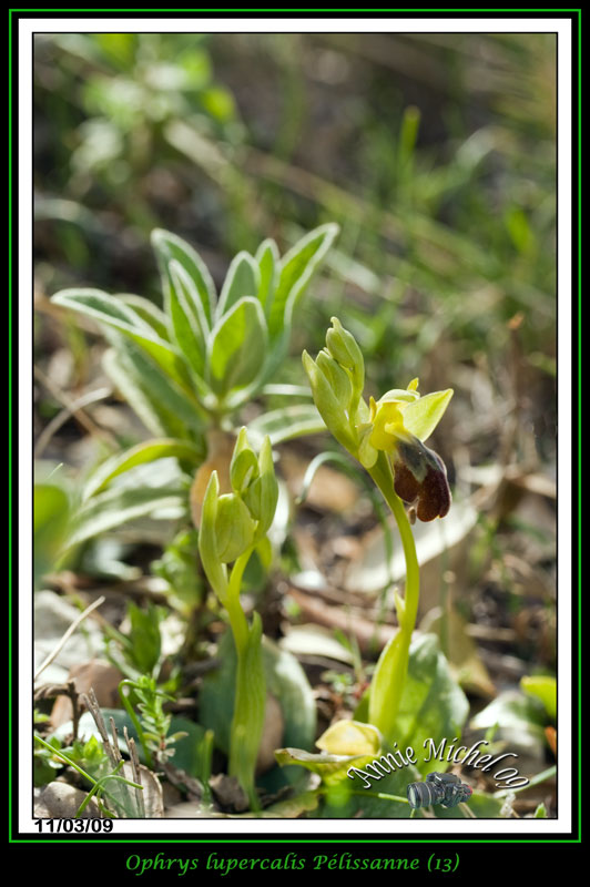 Ophrys (Pseudophrys) forestieri ( ex-lupercalis ) 06-img17