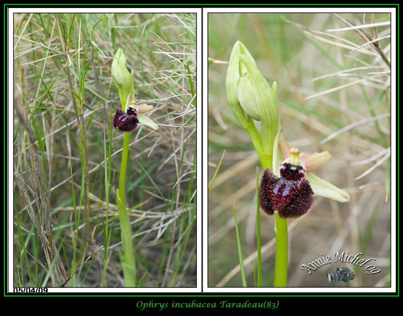Ophrys incubacea ( Ophrys noir ) 06-img30