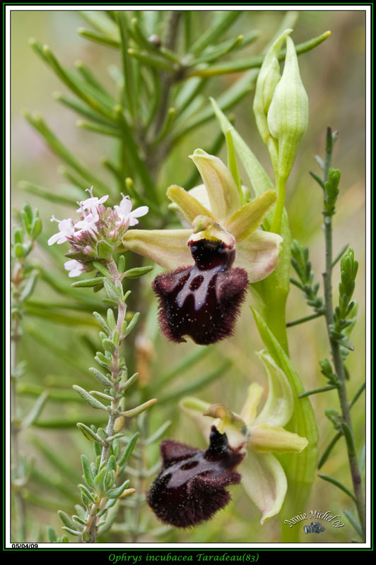 Ophrys incubacea ( Ophrys noir ) 08img_10
