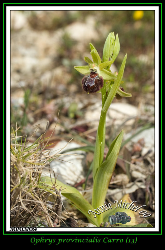 Ophrys provincialis ( Ophrys de Provence ) 09-img21