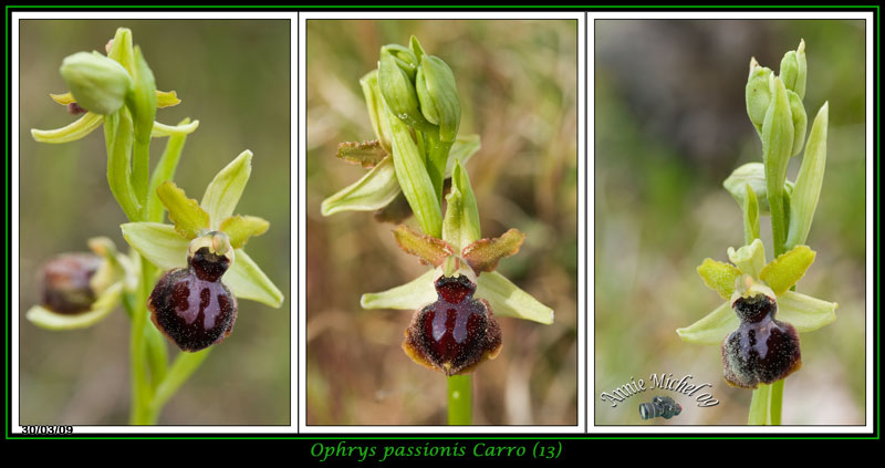Ophrys passionis ( Ophrys de la Passion ) 12-img16