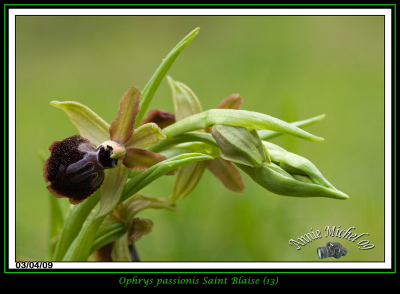 Ophrys passionis ( Ophrys de la Passion ) 12-img18