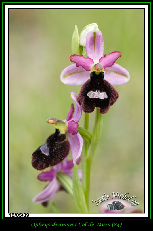 Ophrys bertolonii saratoi ( O. drumana ) 12-img27