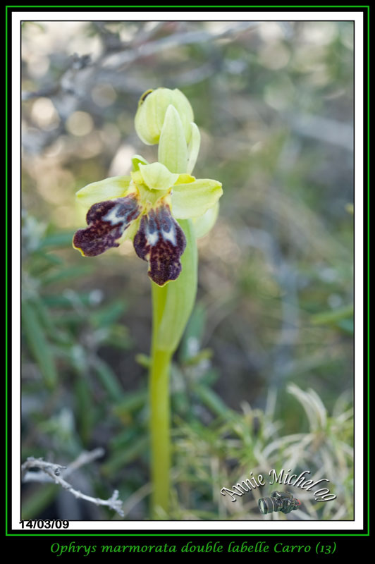 Ophrys (Pseudophrys) marmorata / bilunulata / subfusca 14-img13